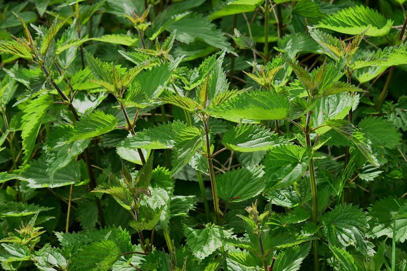 Herb Tips